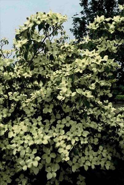 Cornus kousa 'China Girl' arbuste 60-80 cm