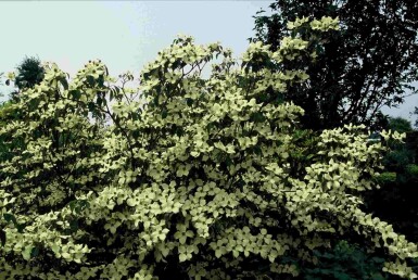 Cornus kousa 'China Girl' arbuste 150-175 cm