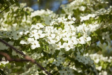 Cornus kousa chinensis arbuste 175-200 cm