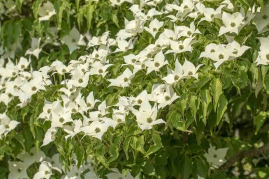 Cornus kousa 'Milky Way' arbuste 60-80 cm