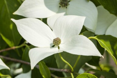 Cornus kousa 'Milky Way' arbuste 60-80 cm