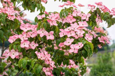 Cornus kousa 'Satomi' arbuste 60-80 cm