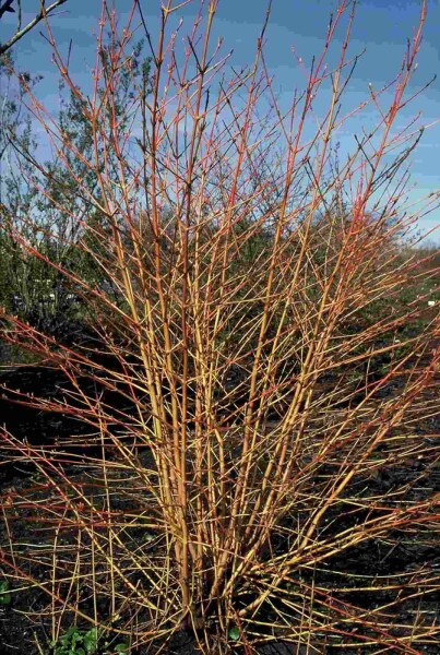 Cornus sanguinea 'Midwinter Fire' arbuste 125-150 cm