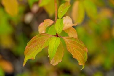 Cornus sanguinea 'Winter Beauty' arbuste 40-60 cm