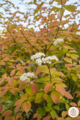 Cornus sanguinea 'Winter Beauty' arbuste 60-80 cm
