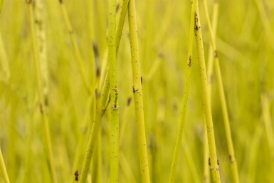 Cornus sericea 'Flaviramea' arbuste 60-80 cm