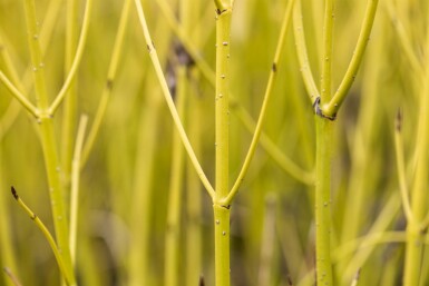 Cornus sericea 'Flaviramea' arbuste 80-100 cm
