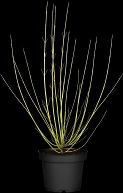 Cornus sericea 'Flaviramea' arbuste 100-125 cm