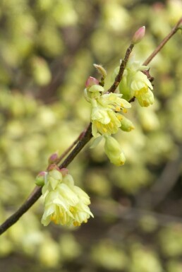 Corylopsis pauciflora arbuste 30-40 cm