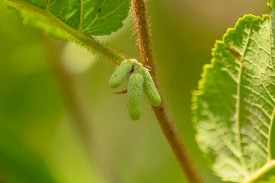 Corylus avellana arbuste 80-100 cm