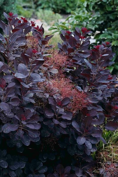 Cotinus coggygria 'Royal Purple' arbuste 60-80 cm