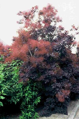 Cotinus coggygria 'Royal Purple' arbuste 175-200 cm