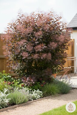 Cotinus 'Grace' arbuste 40-50 cm