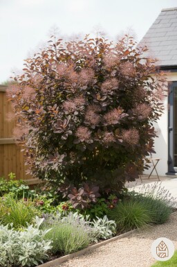 Cotinus 'Grace' arbuste 80-100 cm