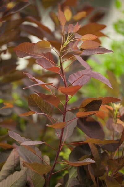 Cotinus 'Grace' arbuste 100-125 cm