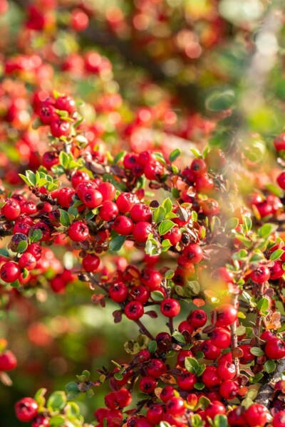 Cotoneaster horizontalis arbuste 30-40 cm