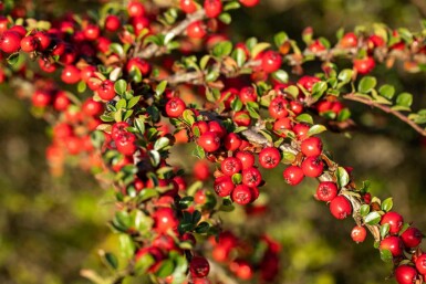 Cotoneaster horizontalis arbuste 30-40 cm