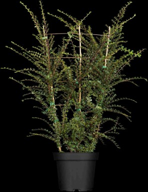 Cotoneaster horizontalis arbuste 50-60 cm