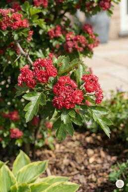 Crataegus laevigata 'Paul's Scarlet' arbuste 150-175 cm