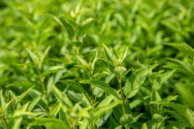 Deutzia gracilis arbuste 40-50 cm