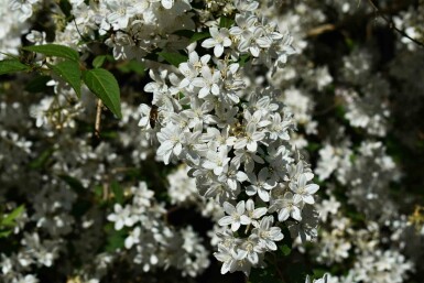 Deutzia gracilis 'Nikko' arbuste 40-50 cm