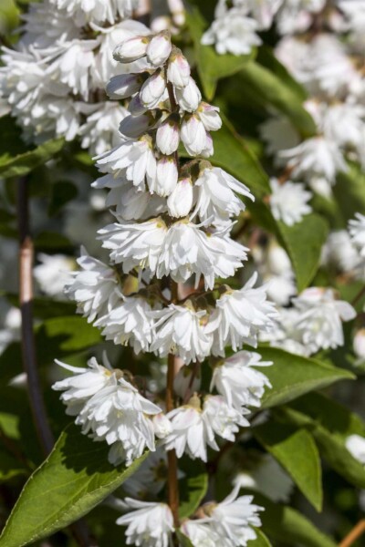 Deutzia magnifica arbuste 125-150 cm
