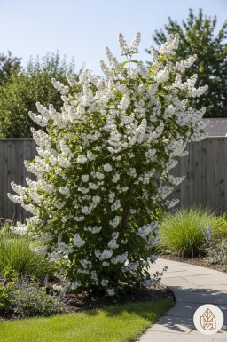 Deutzia magnifica arbuste 125-150 cm