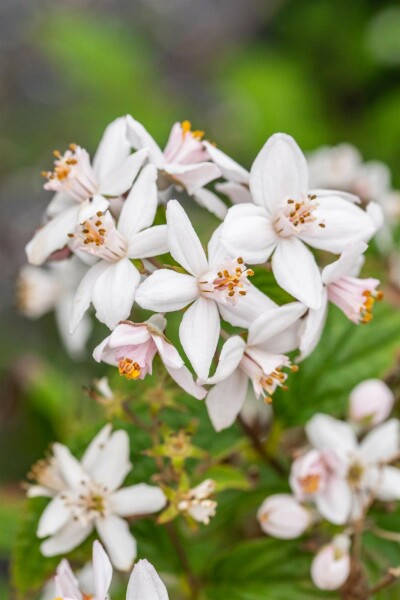 Deutzia 'Mont Rose' arbuste 30-40 cm
