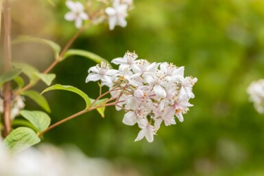 Deutzia 'Mont Rose' arbuste 30-40 cm