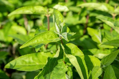 Deutzia scabra 'Plena' arbuste 30-40 cm
