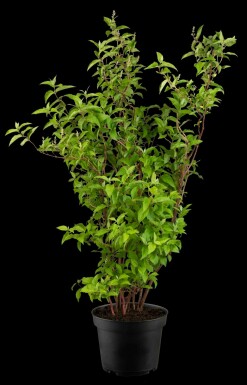 Deutzia scabra 'Plena' arbuste 30-40 cm
