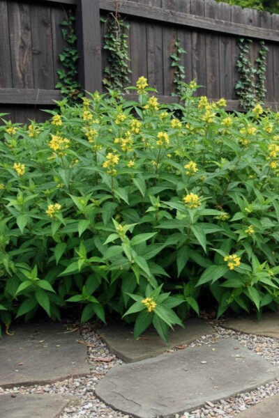 Diervilla sessilifolia 'Butterfly' arbuste 50-60 cm