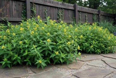 Diervilla sessilifolia 'Butterfly' arbuste 50-60 cm