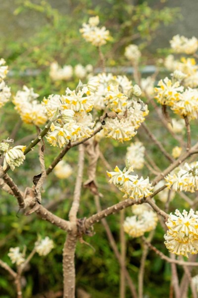 Edgeworthia chrysantha arbuste 60-80 cm