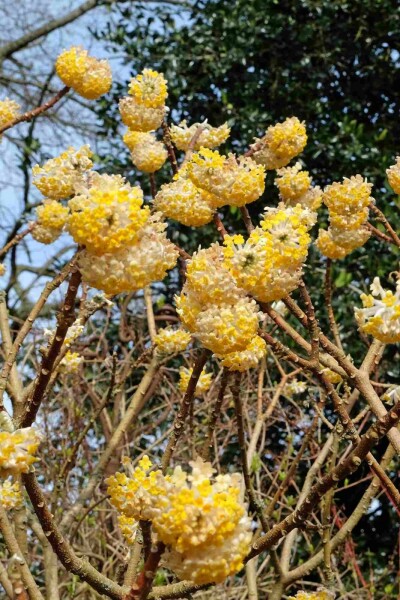 Edgeworthia chrysantha 'Grandiflora' arbuste 40-50 cm