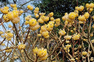 Edgeworthia chrysantha 'Grandiflora' arbuste 100-125 cm