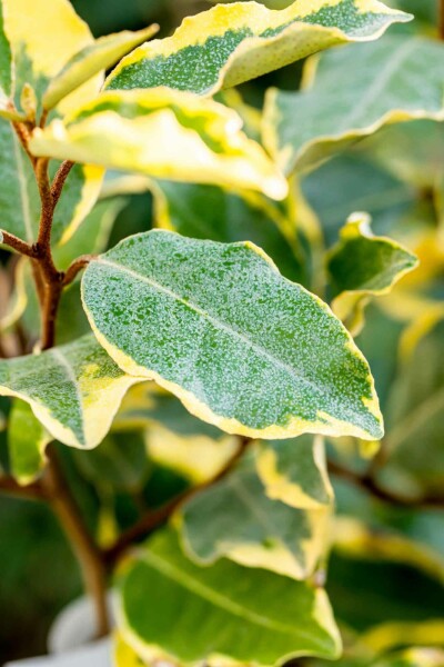 Elaeagnus ebbingei 'Limelight' arbuste 60-80 cm