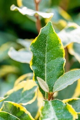 Elaeagnus ebbingei 'Limelight' arbuste 60-80 cm