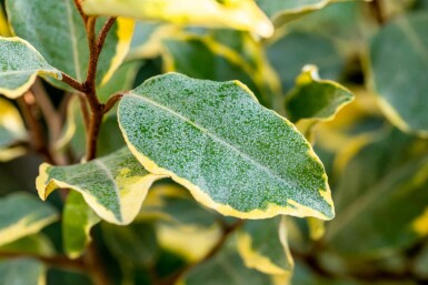 Elaeagnus ebbingei 'Limelight' arbuste 60-80 cm