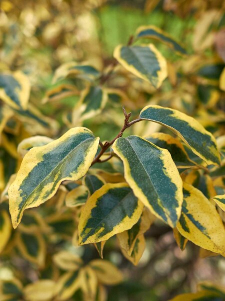 Elaeagnus pungens 'Maculata' arbuste 30-40 cm
