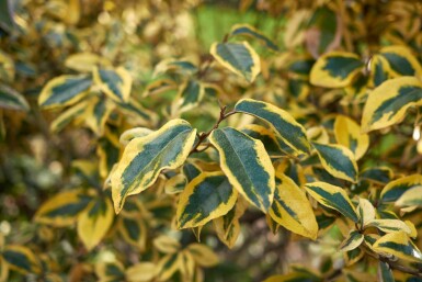 Elaeagnus pungens 'Maculata' arbuste 30-40 cm