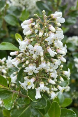 Escallonia blanc Escallonia 'Iveyi' arbuste 80-100 C20 Escallonia 'Iveyi' arbuste 80-100 cm