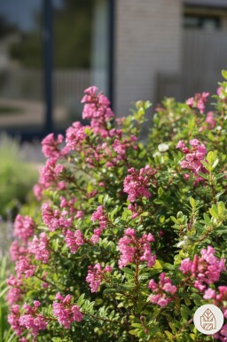 Escallonia 'Red Dream' arbuste 20-25 cm