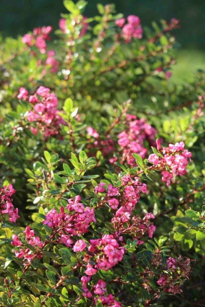 Escallonia 'Red Dream' arbuste 30-40 cm