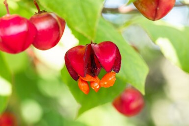 Euonymus europaeus 'Red Cascade' arbuste 125-150 cm