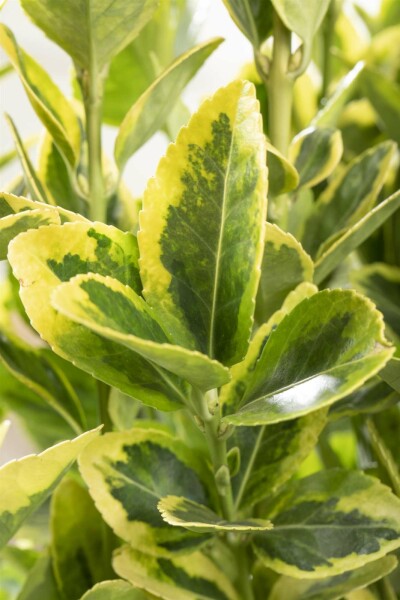Euonymus japonicus 'Aureomarginatus' arbuste 30-40 cm