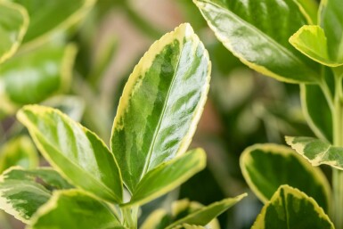 Euonymus japonicus 'Aureomarginatus' arbuste 30-40 cm