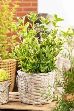 Euonymus japonicus 'Aureomarginatus' arbuste 30-40 cm