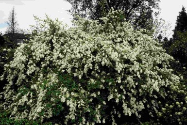 Exochorda macrantha 'The Bride' arbuste 40-60 cm