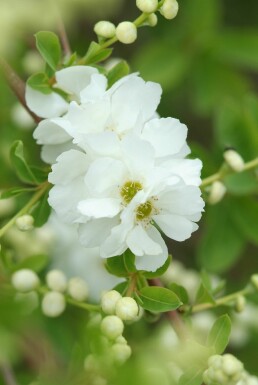 Exochorda macrantha 'The Bride' arbuste 40-60 cm